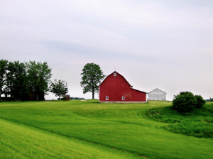 Everything You Want to Know About: Amish Families - TIMBER TO TABLE