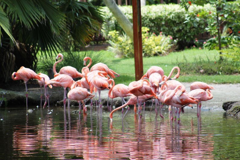 Flamingos at Sarasota Jungle Gardens - Content